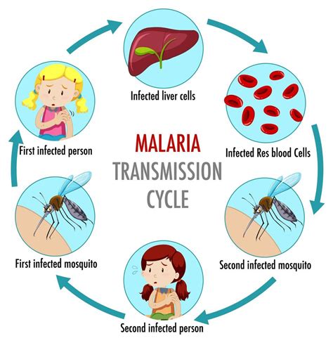 malaria transmissão